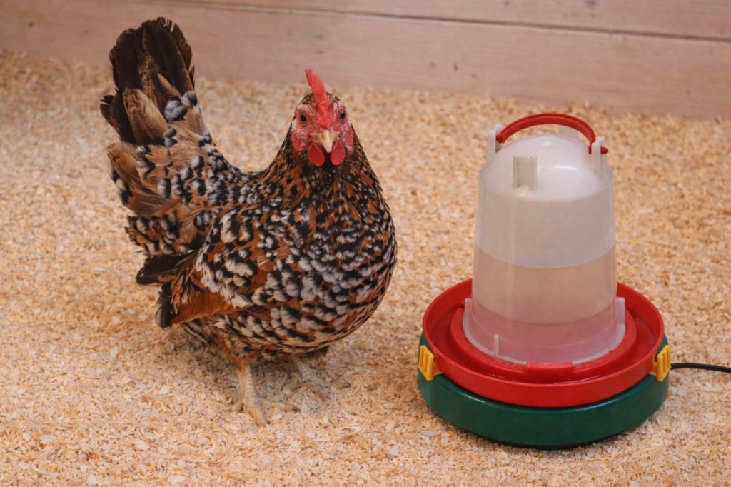 Hühnertränke mit Tränkenwärmer