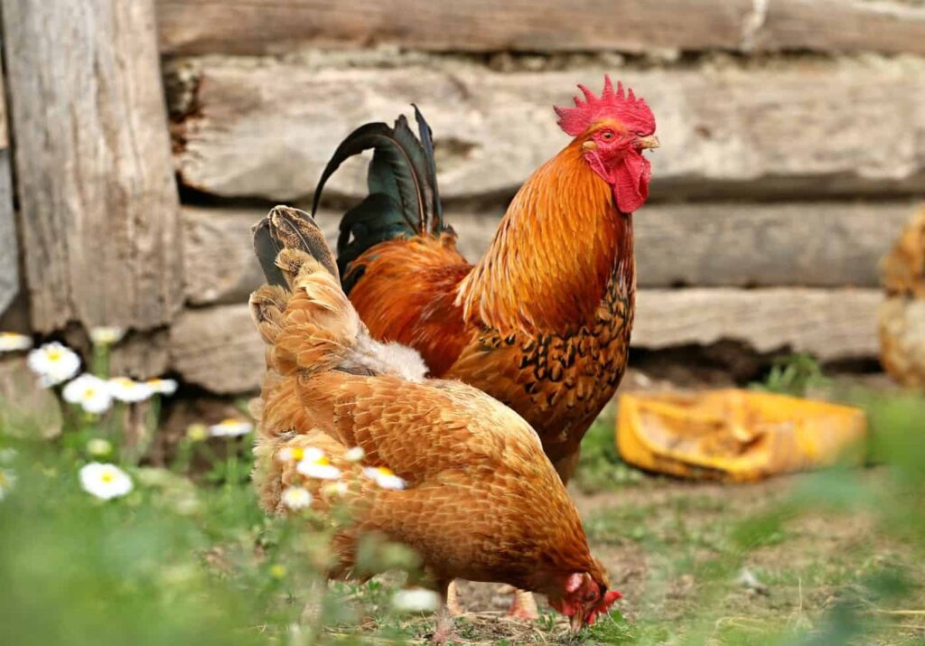 Abwechslungsreiches Hühnerfutter für vitale Hühner