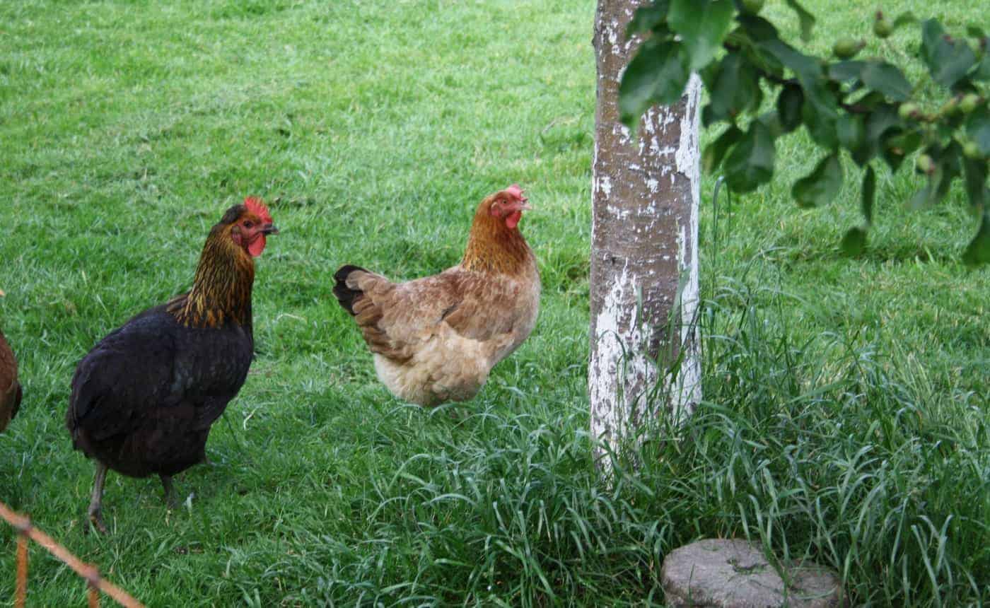 Wie alt werden Hühner? Lebenserwartung von Huhn und Hahn Wie alt werden Hühner? Lebenserwartung von Huhn und Hahn