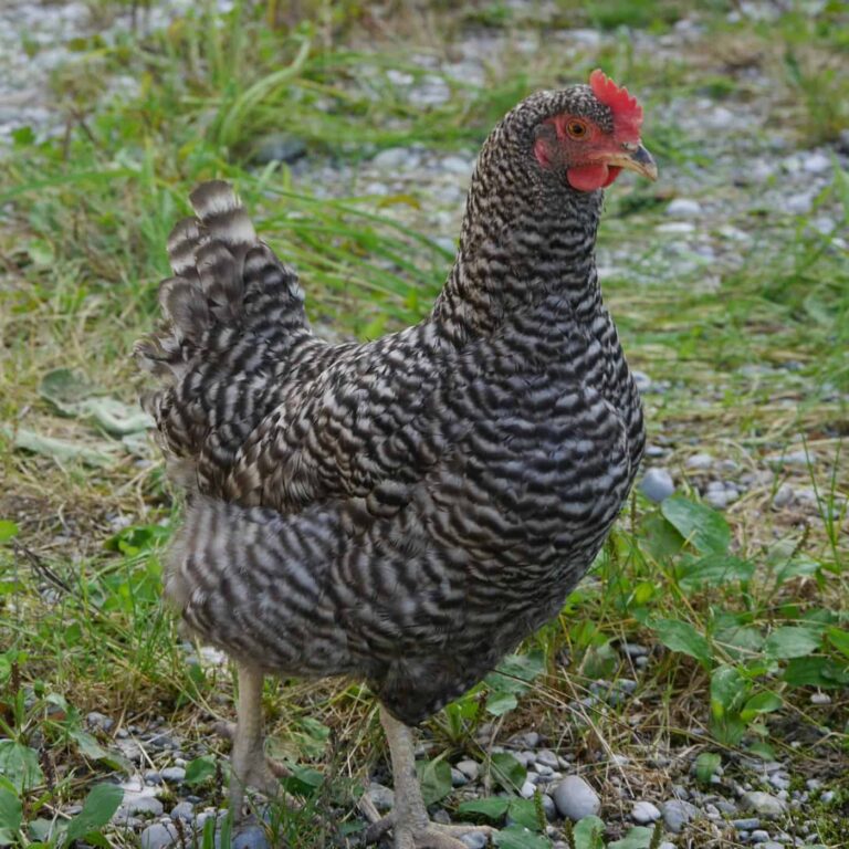 Amrock - Gutmütige, zahme und anhängliche Hühner