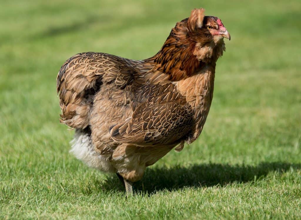 Hühnerrasse Araucana - Henne auf Wiese