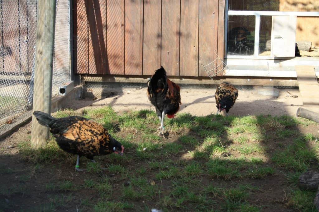 Bergische Kräher Stolze Hähne mit markantem Ruf