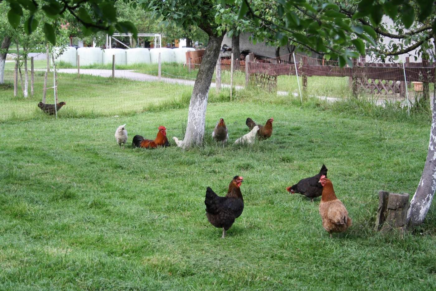 Bio Hühner mit viel Platz im Garten