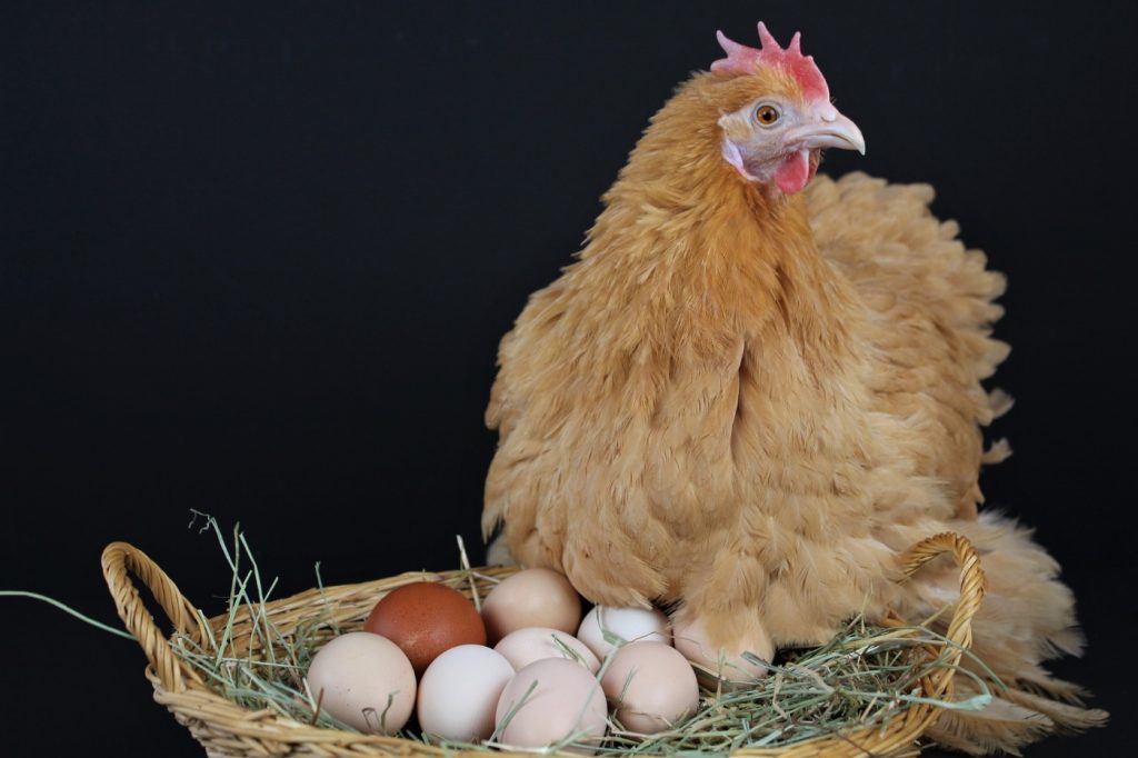 Brutlust beim Huhn