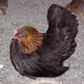 Chabo-Hühner