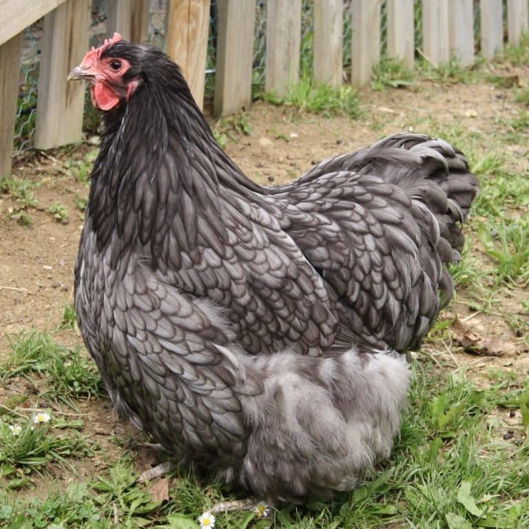 Cochin Huhn - Große, runde Hühner mit sanftem Gemüt