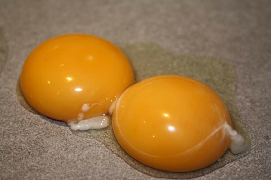 Große Eier mit mehreren Dottern Hühner halten