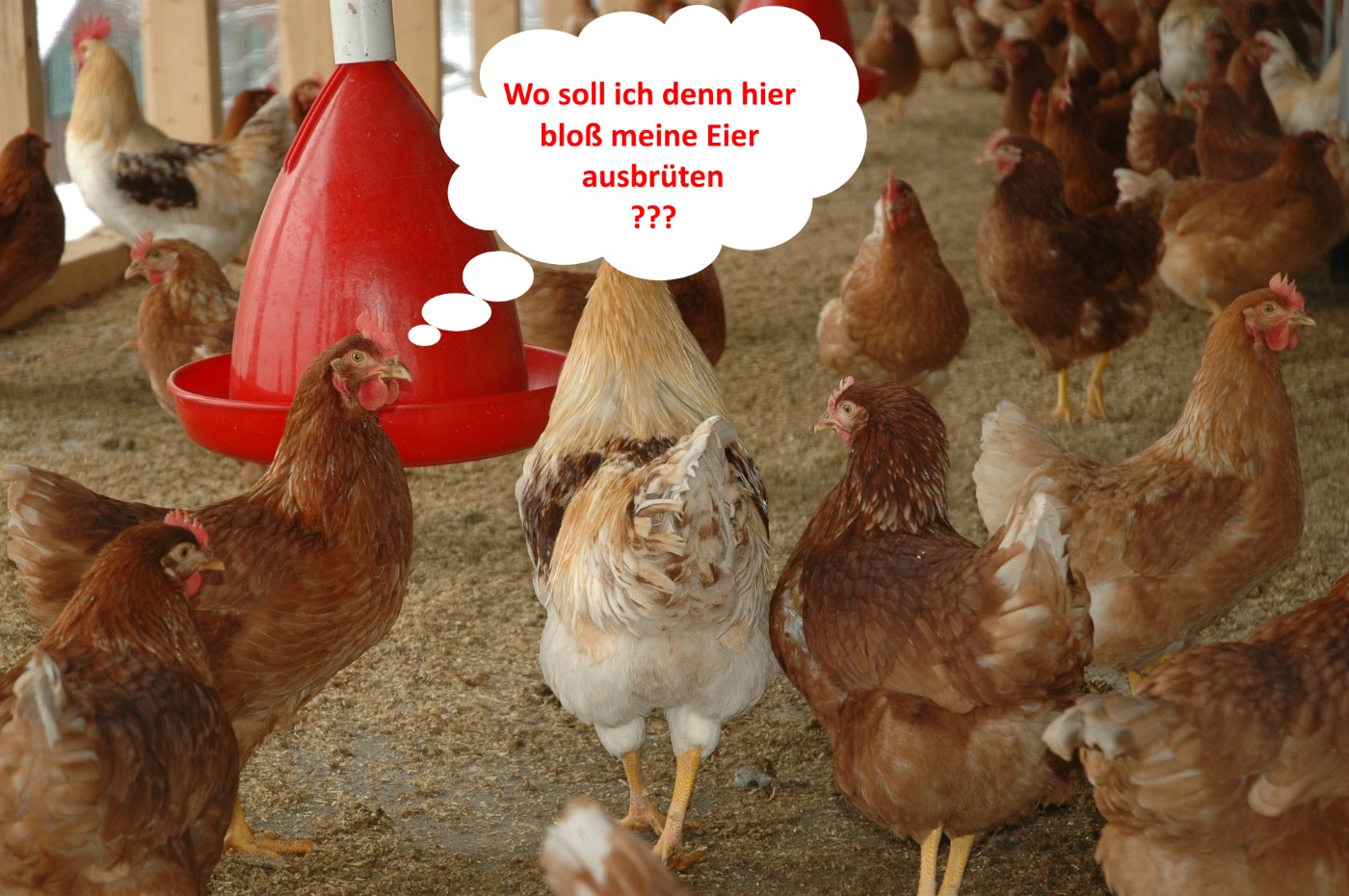 Warum legen Hühner Eier? Warum vom Naturhuhn zur Legemaschine?