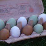 Wiviele Eier legen die Hühner