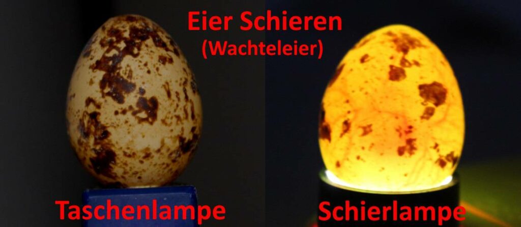 Eier schieren mit Taschenlampe und Schierlampe