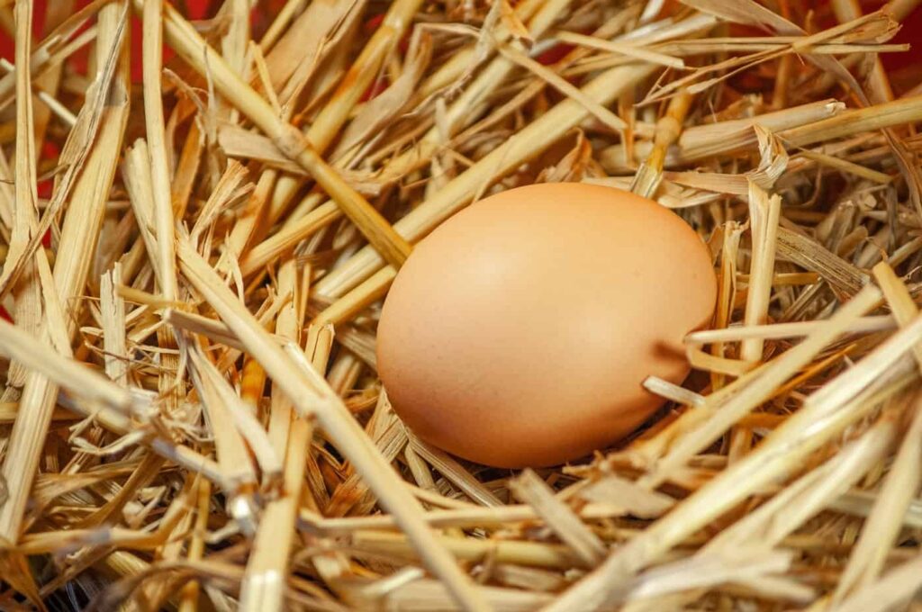 Eier der Zwerg-Amrock Hühner