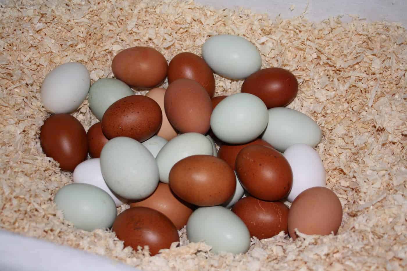 Aufbau der Hühnereier Eischale, Eiklar und Eigelb und Eigenschaften