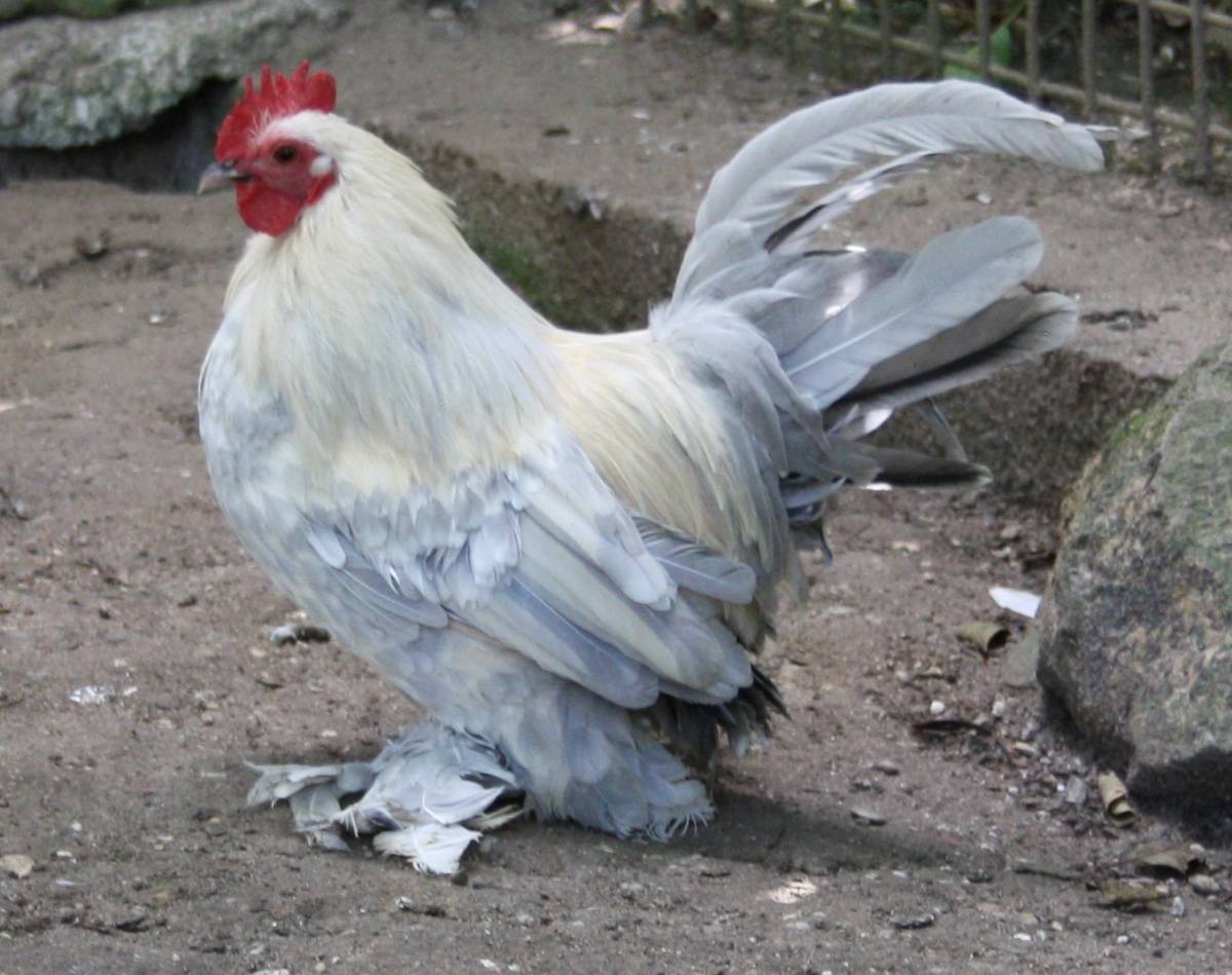 50 Stück Perlhuhn Federn – Bunt, 5-10 Cm, Für Basteln & Deko