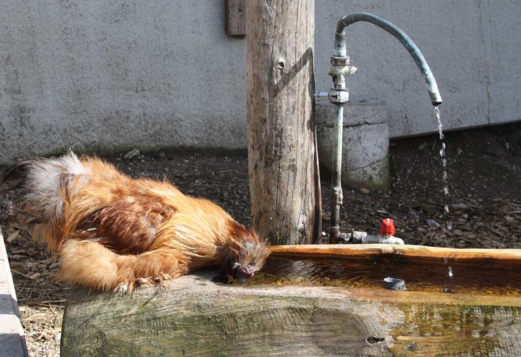 Futtersilo oder Wasserspender als Einrichtung im Hühnerstall