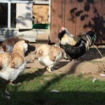 Ein Gartenhaus zum Hühnerstall umbauen