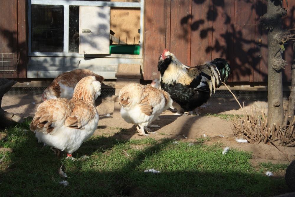 Ein Gartenhaus zum Hühnerstall umbauen