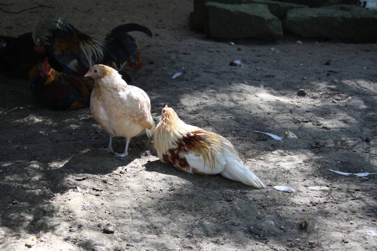 Gesellige Hühner - Sozialverhalten