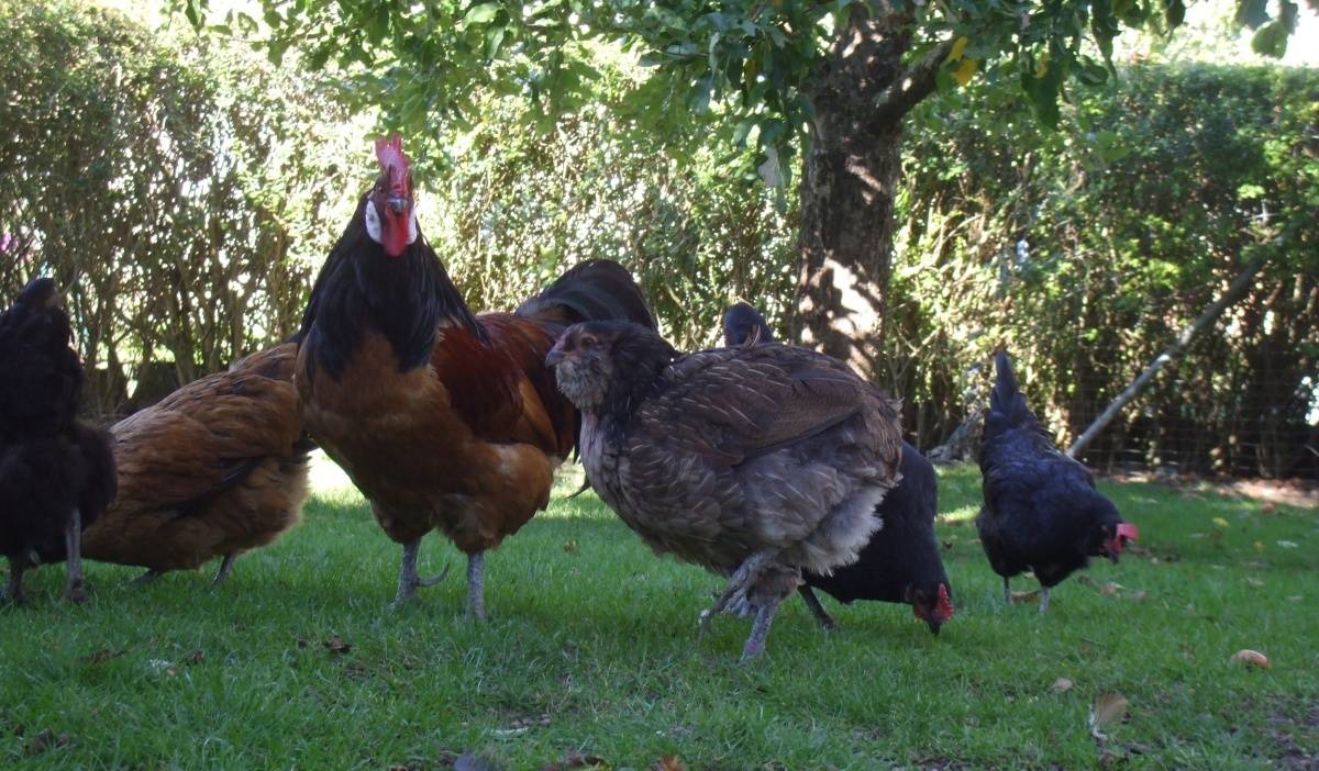 Gesundheit bei Hühnern