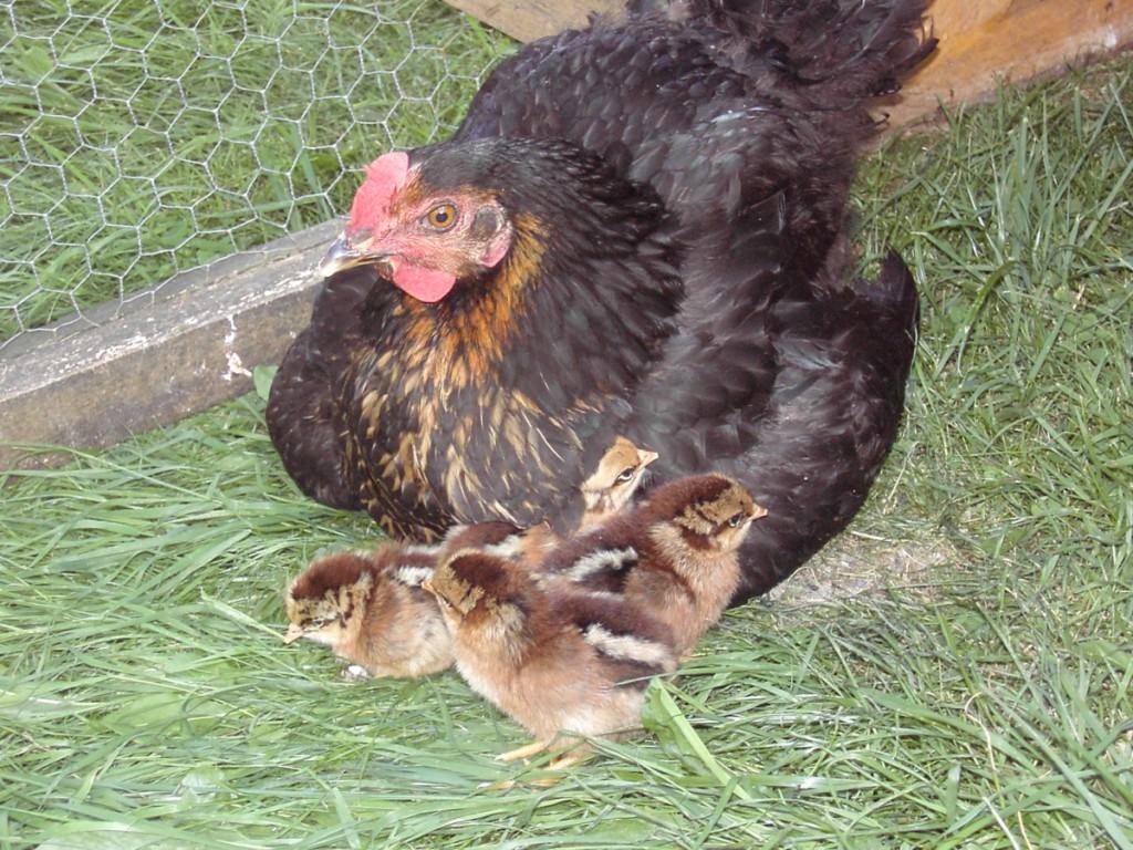 hennen-zum-br-ten-bringen-wenn-das-huhn-nicht-br-tet