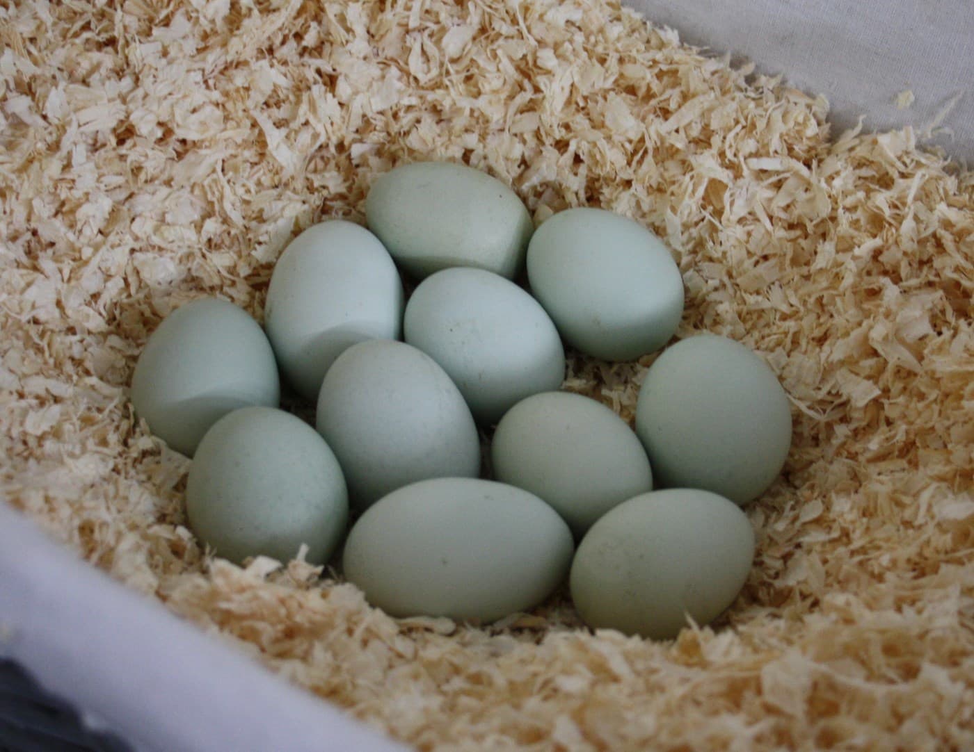 Grüne Eier der Araucana