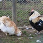 Hahn mit zwei Hühnern