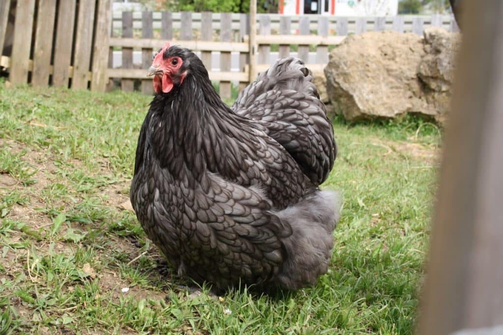 Cochin Huhn - Große, runde Hühner mit sanftem Gemüt