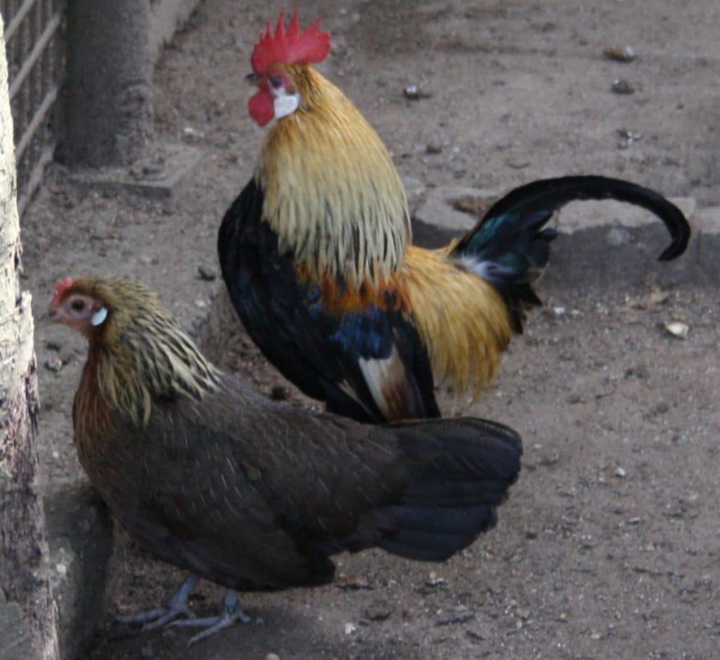 Hühnerrasse Holländer Zwerghühner