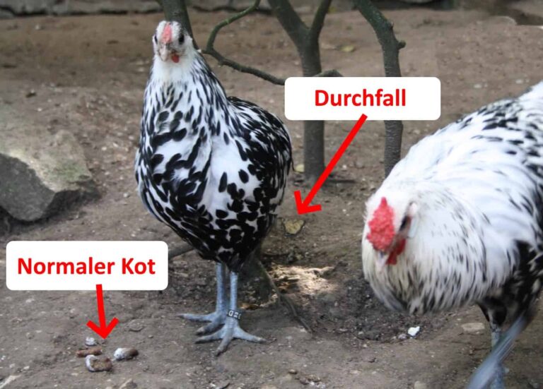 Hühner Durchfall Typische Ursachen und schnelle Abhilfe, Tipps vom Profi
