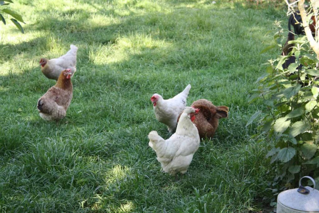 Hühner im großen Freilauf