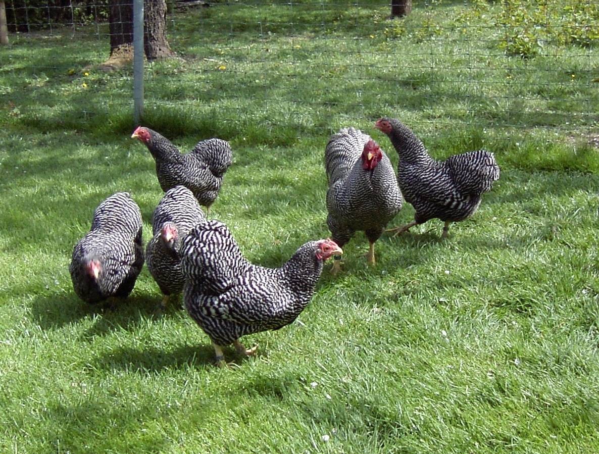 Hühner halten im eigenen Garten