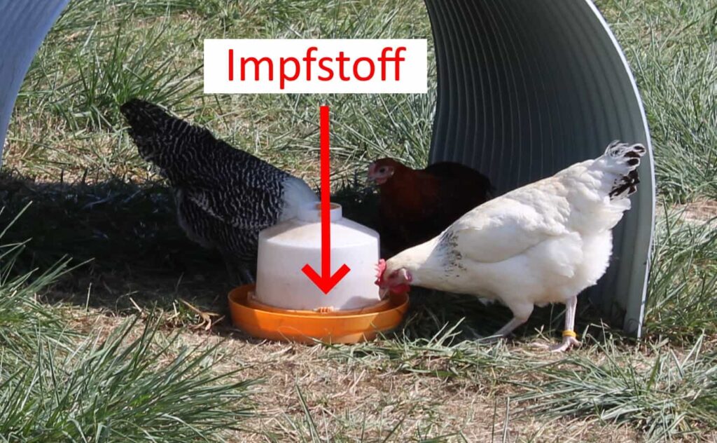 Hühner impfen über Tränke