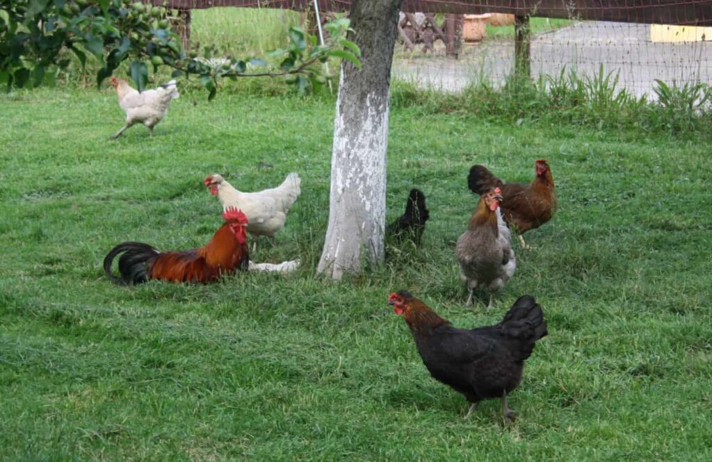 Hühner kaufen für den Garten