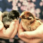 Hühner Kindern erklärt - Hühnerfragen von Kindern