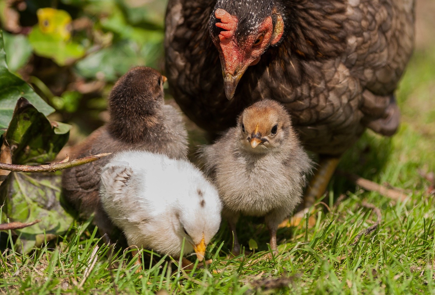 Warum legen Hühner Eier? Warum vom Naturhuhn zur Legemaschine?