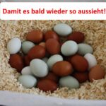 Hühner legen keine Eier - Ursachen finden und beheben