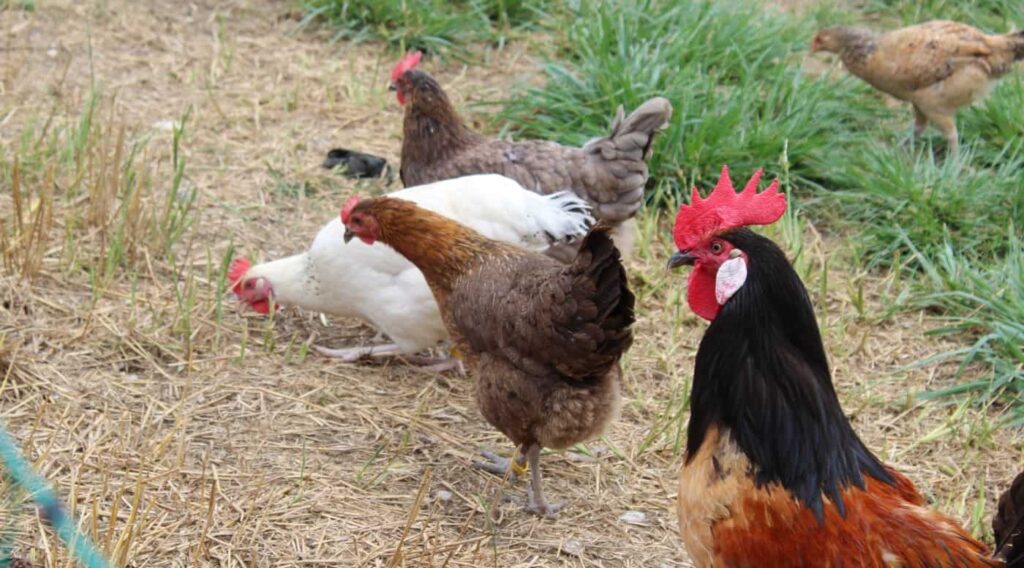 Hühner ohne Hahn halten?