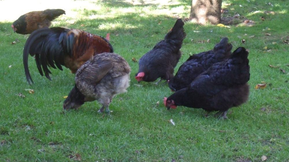 Hühner bei der Futteraufnahme