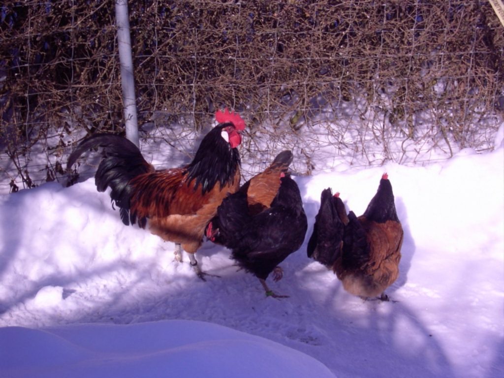 Hühner im Winter im Freilauf