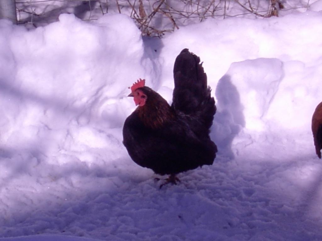 Hühner im Winter