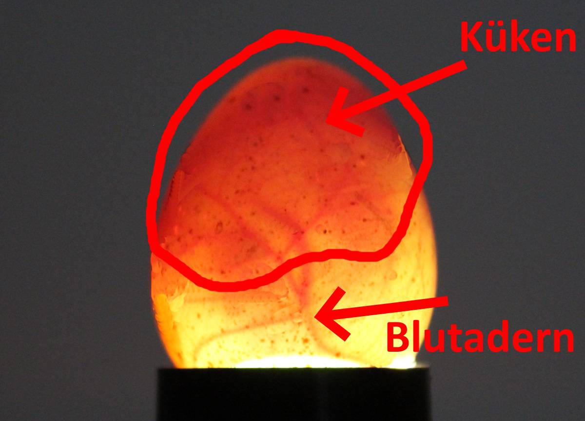 Eier Schieren Befruchtete H hnereier Sicher Erkennen Foto Beispiel eier-schieren-befruchtete-h-hnereier-sicher-erkennen-foto-beispiel