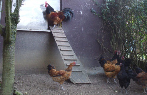 Hühnerklappe zwischen Hühnerstall und Freilauf