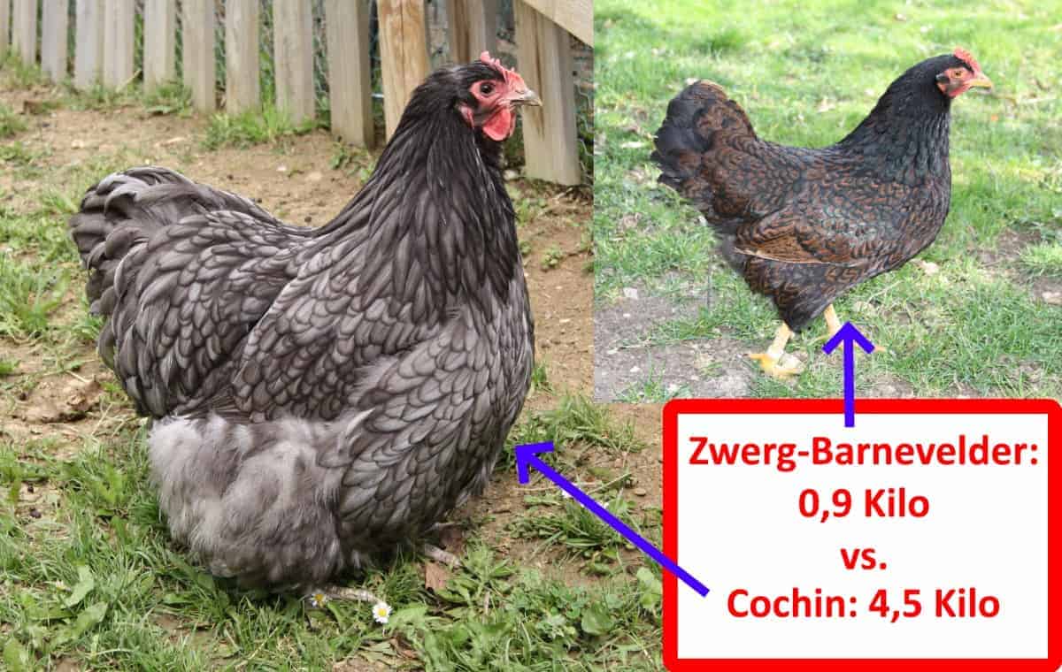 Welche Hühnerrasse Legt Die Meisten Eier