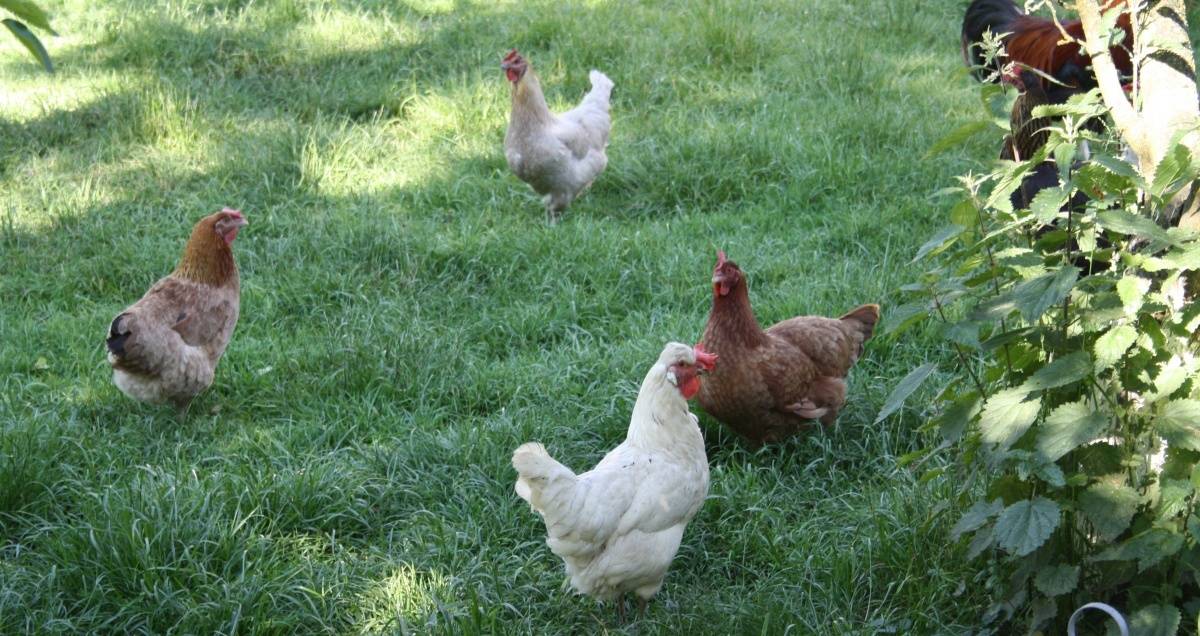 Hühnerrassen im Garten