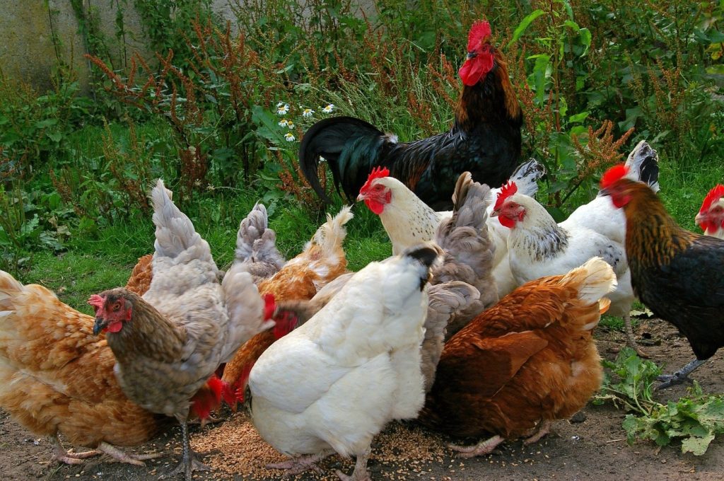 Hühnerschar auf dem Bauernhof