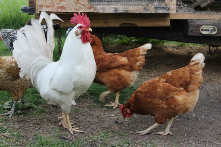 Windeier Huhn legt Ei ohne Schale? Häufige Ursachen und einfache