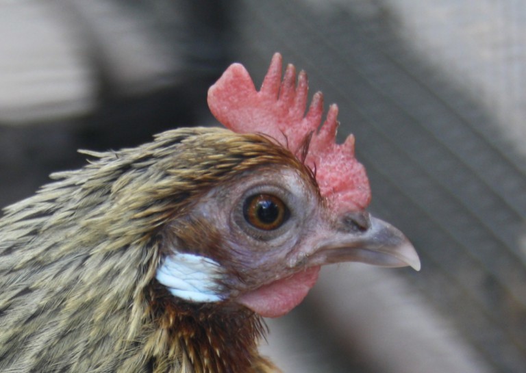 Die Anatomie Der Kopf des Huhns