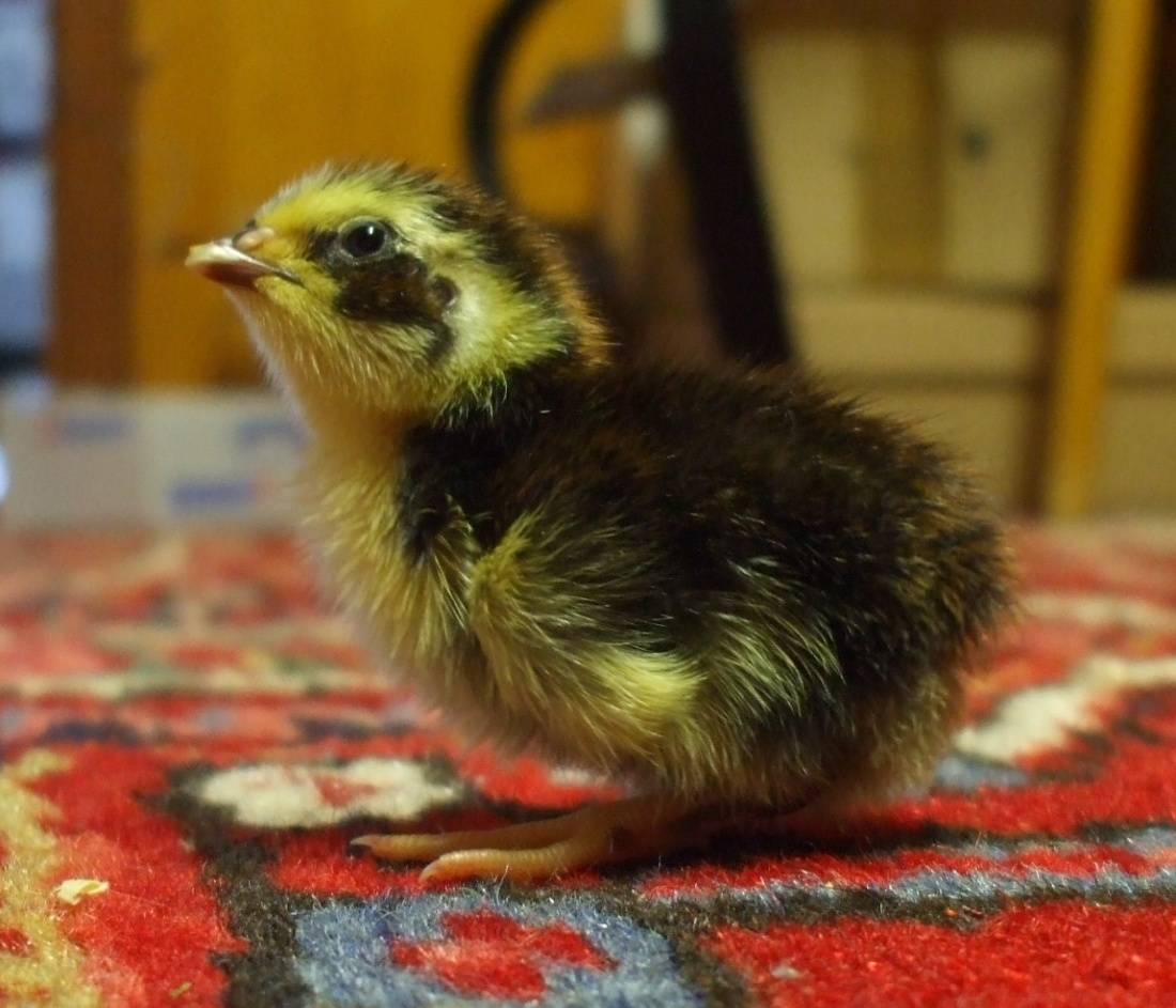 Kükenaufzucht Anleitung Hühnerküken richtig füttern und aufziehen • Tipp