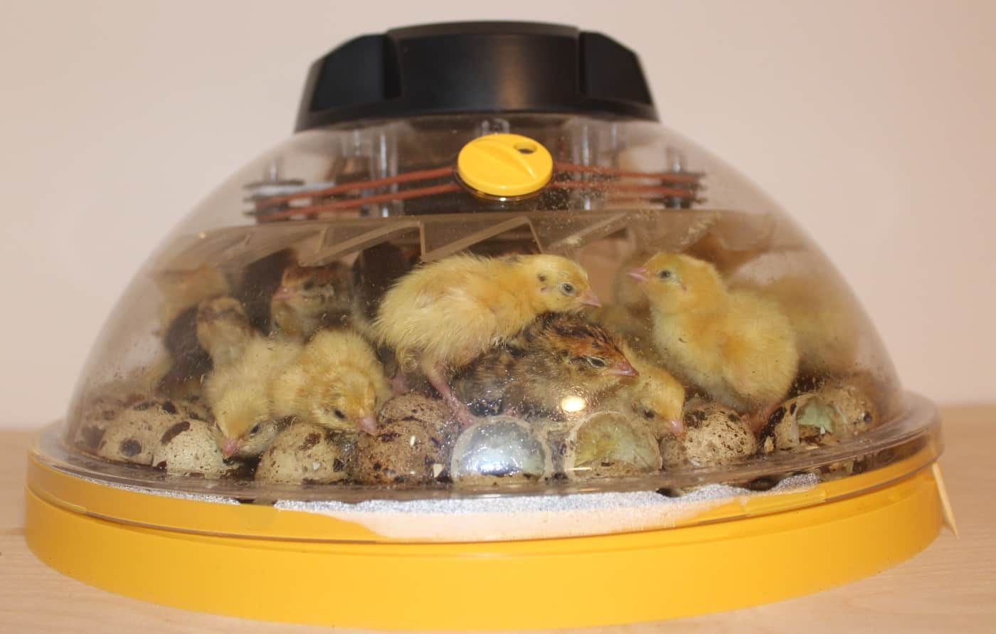 Eier-Schierlampe Mit Kaltlicht - Tragbarer Eiertester Für Hühner- & Enteneier