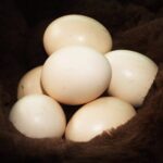 Lachshühner Eier im Blick