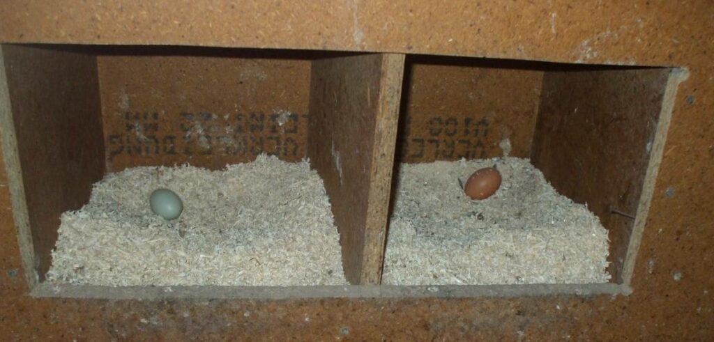 Leeres Hühnernest im Hühnerstall